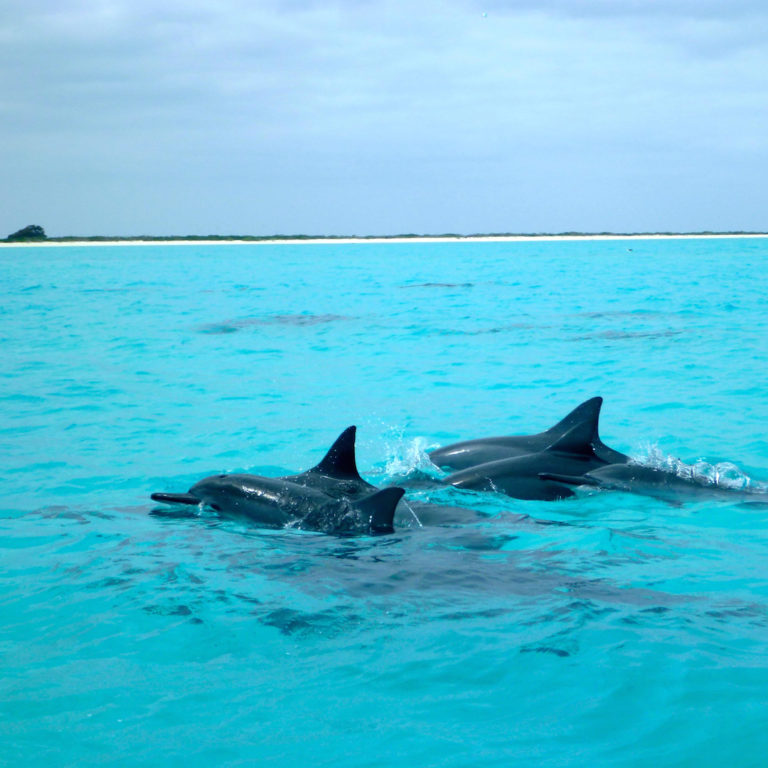 The Northwestern Hawaiian Islands (Midway Atoll part 2) – HawaiiFunshine