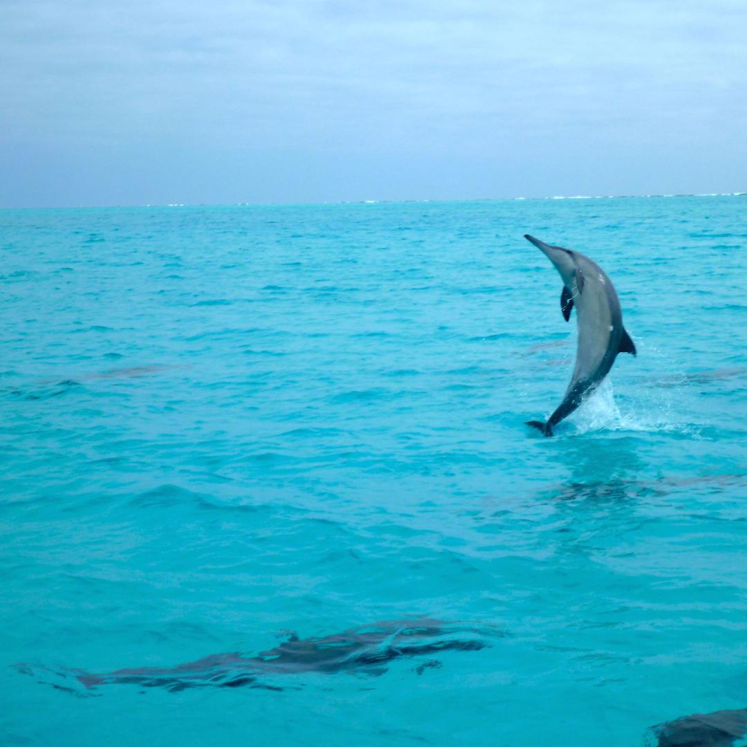 The Northwestern Hawaiian Islands (Midway Atoll part 2) – HawaiiFunshine